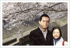 Cherry blossoms