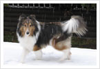 Kit in the snow